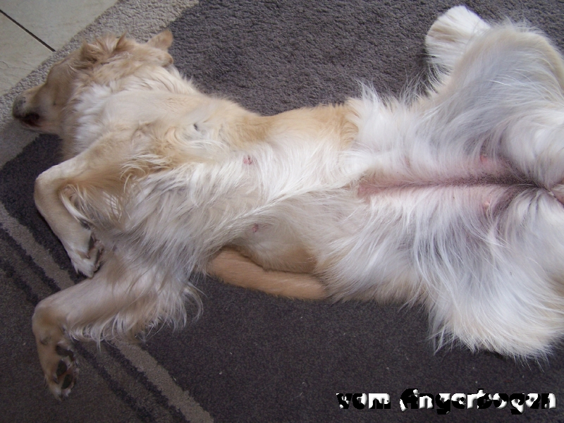 Nessy Trächtigkeit_1