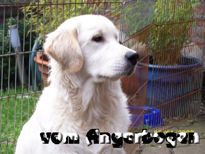 Lennox 13
