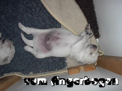 Bilder des E-Wurfs 48