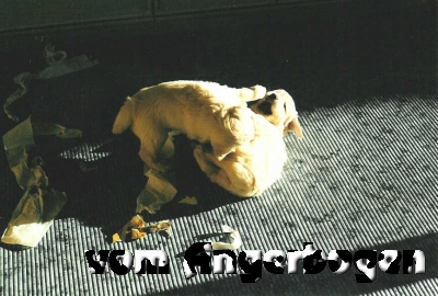 Bilder des C-Wurfs 18