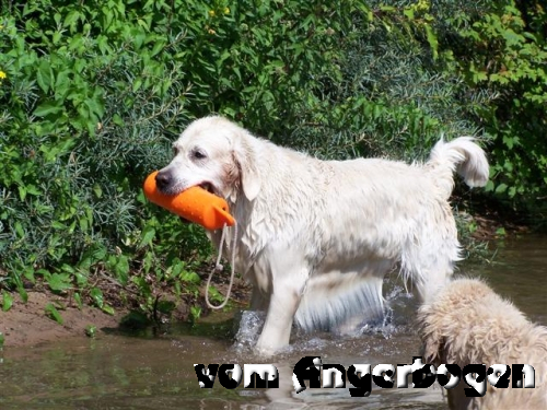 Wasser-Training 14.07.10